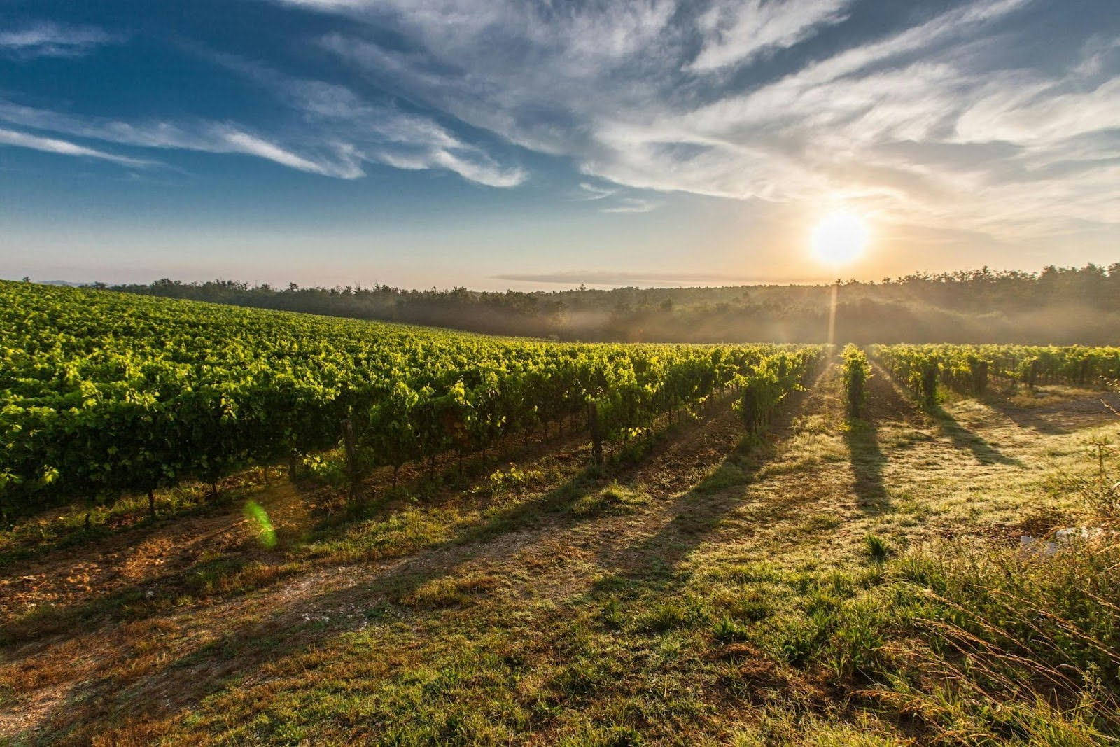 A far shot of a vineyard