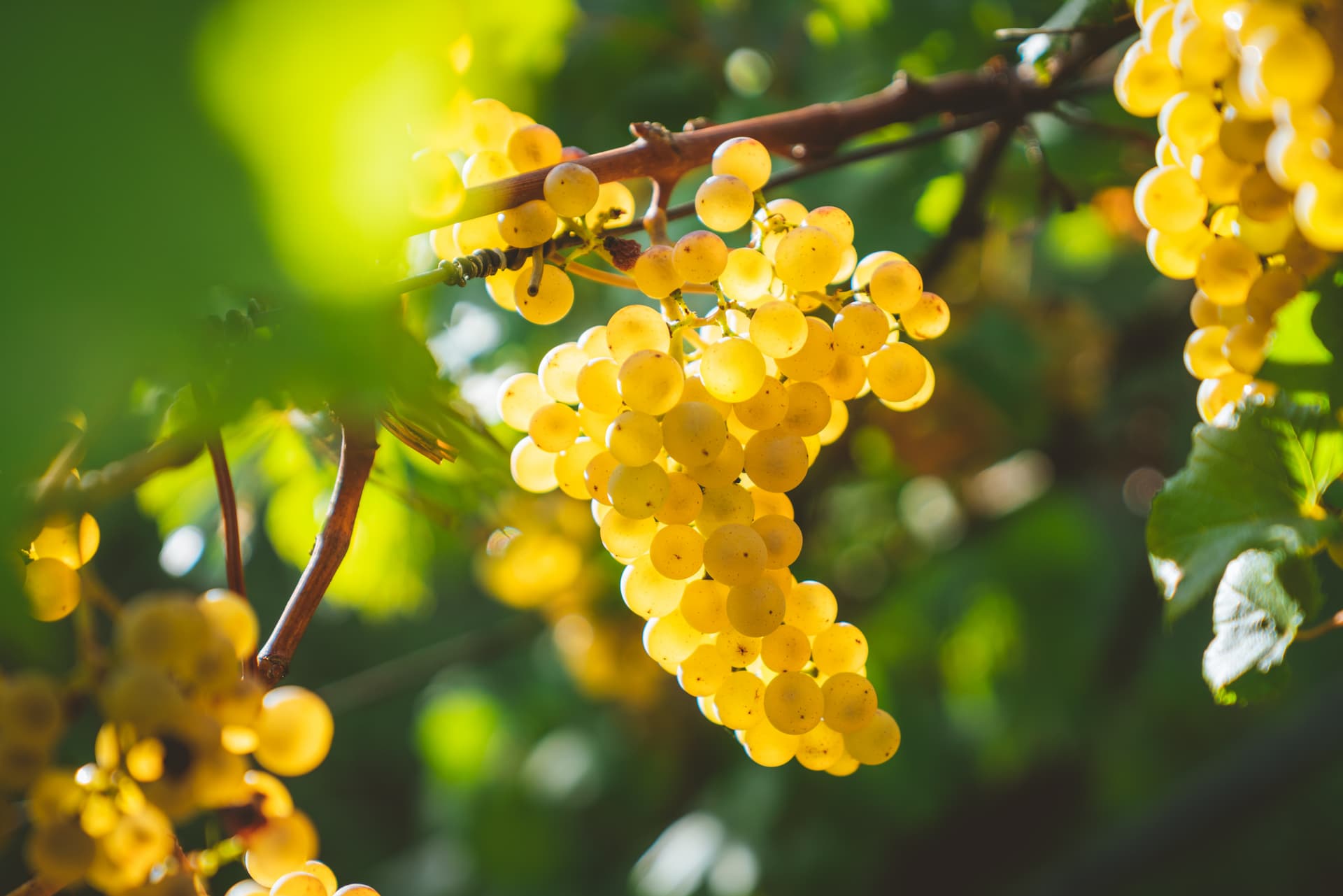Grapes for wine harvesting 