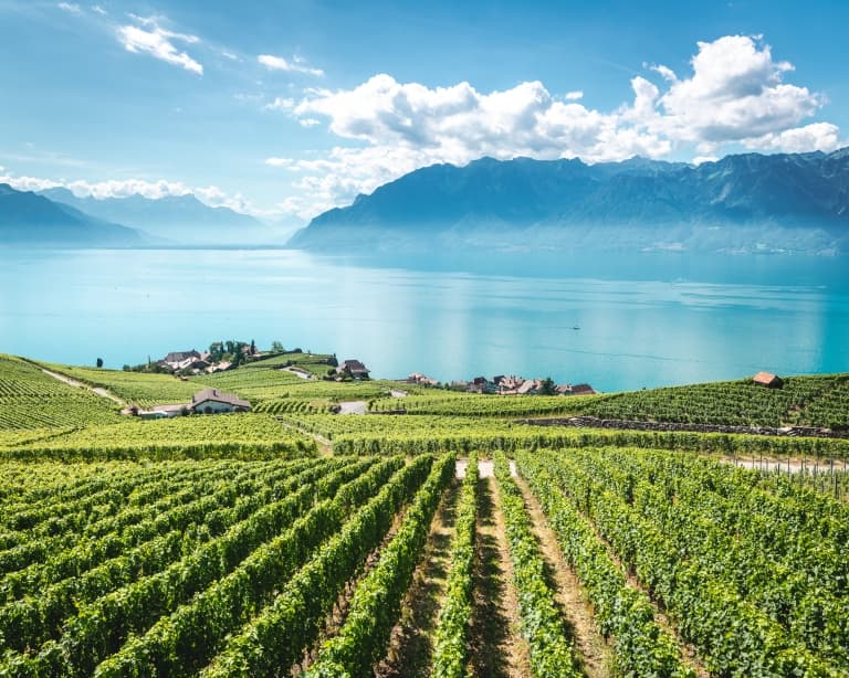 Vineyards in Switzerland 